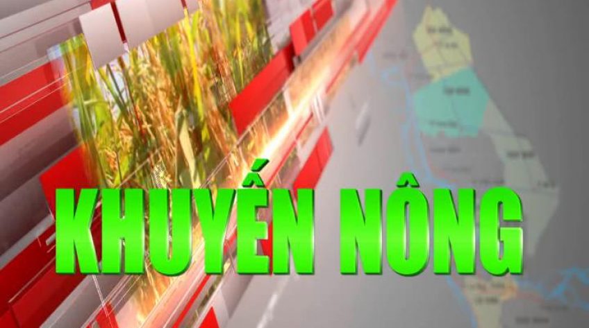 Khuyến nông - 09/01/2024: Nuôi trùng quế từ phân bò