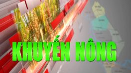 Khuyến nông - 17/9/2024: Quản lý bệnh thán thư mùa mưa