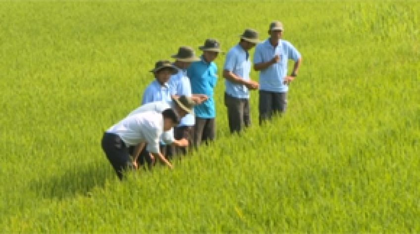 Tọa đàm khuyến nông Phòng trừ sâu bệnh trên lúa Đông Xuân (28/12/2018)