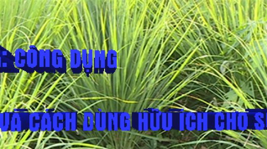 Sống khỏe - 02/01/2022: Công dụng và cách dùng hữu ích cho sức khỏe của cây sả