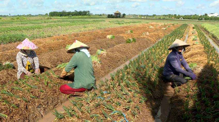 Nông dân Hồng Ngự chủ động bảo vệ vùng màu an toàn trong mùa nước