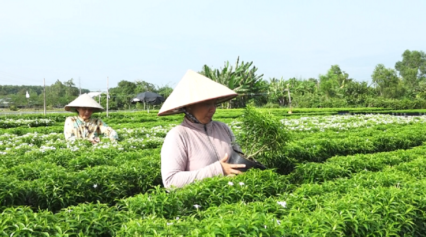 Cây kiểng là ngành kinh tế quan trọng của TP.Sa Đéc