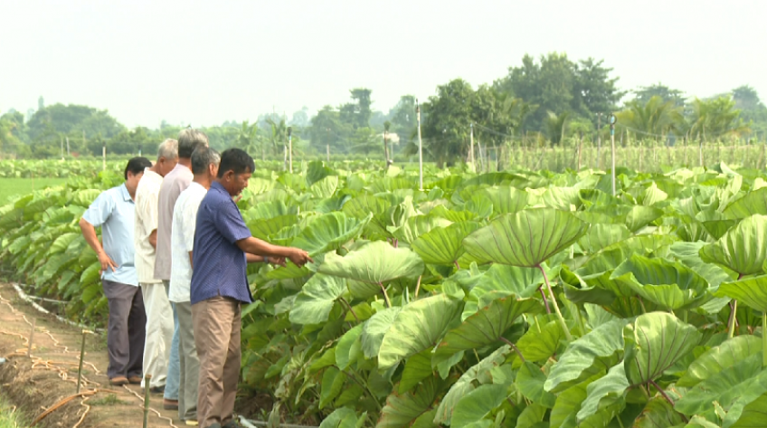 H.Lấp Vò phát triển vùng sản xuất màu trọng điểm