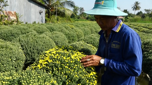 Cúc mâm xôi Sa Đéc sớm hút hàng