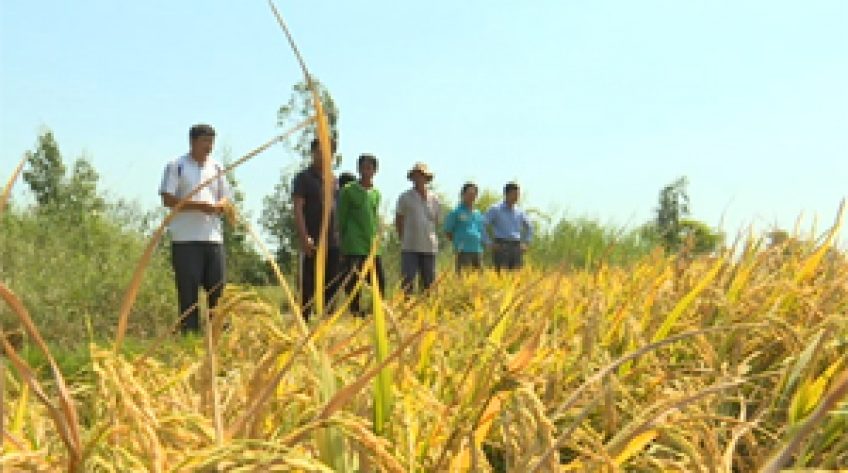 Nông dân lo lắng vì giá lúa thấp