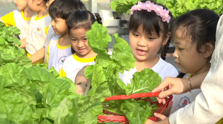 Bữa ăn an toàn từ vườn rau học đường