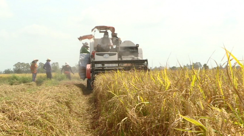 Mùa vui trên những cánh đồng sau Tết