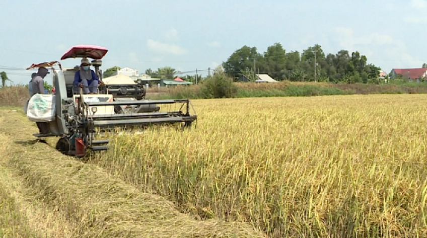 Nông dân Đồng Tháp rộn ràng thu hoạch lúa Hè Thu
