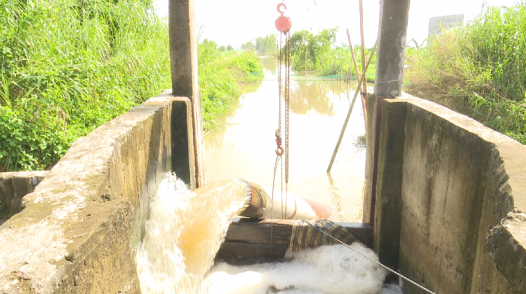 Chủ động phòng chống ngập cục bộ cho vườn cây ăn trái