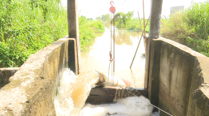 Chủ động phòng chống ngập cục bộ cho vườn cây ăn trái