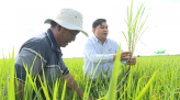 Syngenta - Thông tin nông nghiệp - 01/01/2023: Biện pháp phòng trừ lem lép hạt lúa giai đoạn đòng trổ