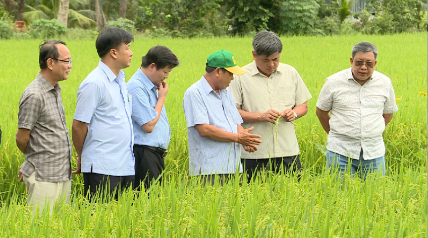 Cánh đồng mẫu lúa chất lượng cao đã chứng minh hiệu quả