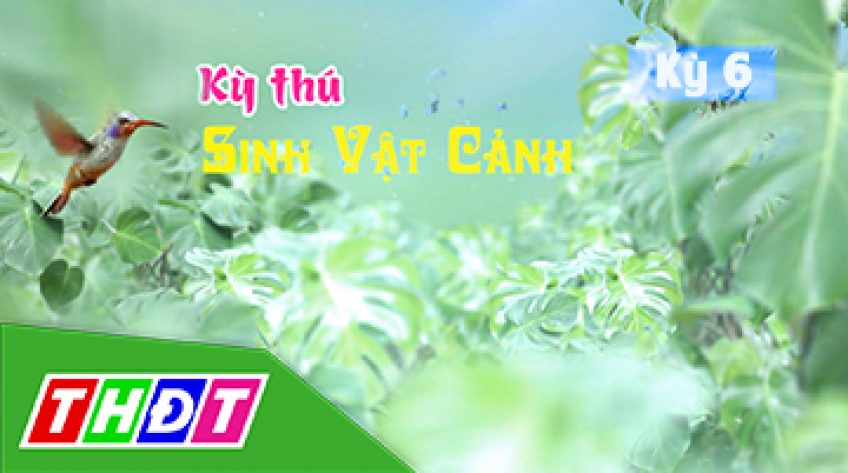 Kỳ thú sinh vật cảnh - Kỳ 6 - 28/4/2019: Nghệ thuật chơi phong lan