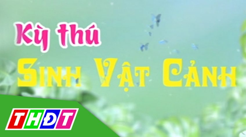 Nghệ thuật chơi cá cảnh: Kỳ 4 - Kỳ thú sinh vật cảnh - 31/03/2019