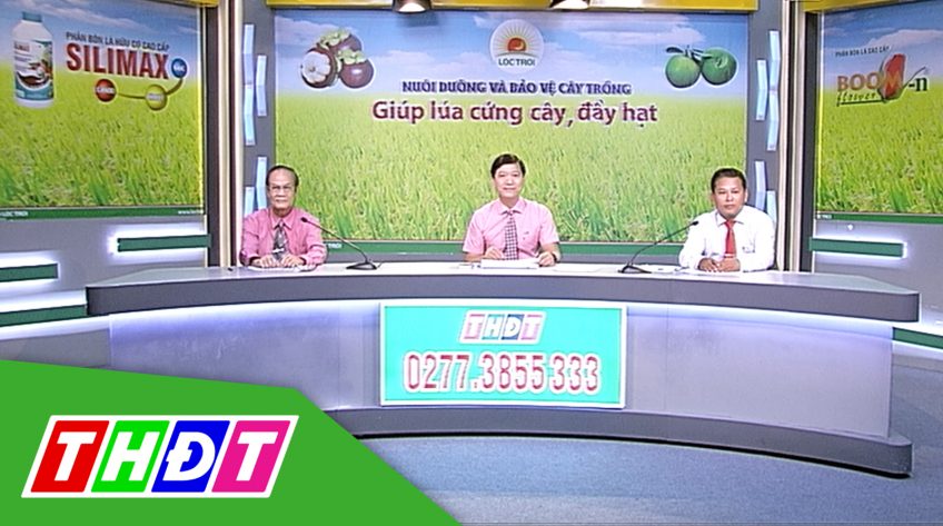 Tư vấn khuyến nông - 14/7/2019: Giúp lúa cứng cây, đầy hạt