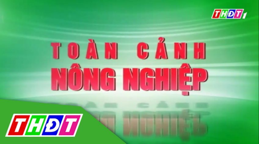 Toàn cảnh nông nghiệp – 17/01/2024: Trang trại nuôi chim bồ câu làm thực phẩm ở Trung Quốc