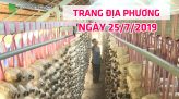 Toàn cảnh nông nghiệp - 24/7/2019