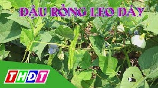 Đặc sản miền sông nước: Đậu rồng leo dây