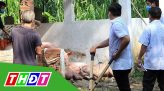 Dịch tả heo châu Phi: Những con đường lây lan