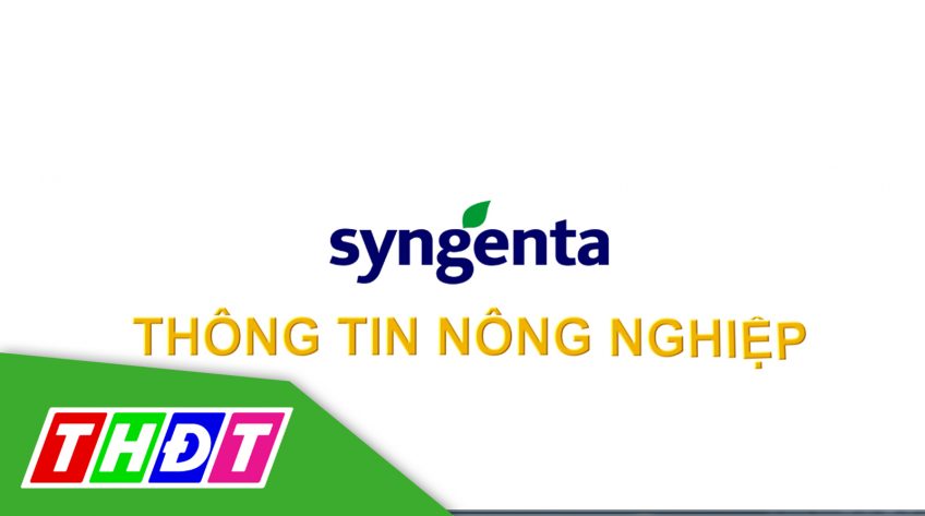 Syngenta - Thông tin nông nghiệp - 17/4/2022: Kiểm soát bệnh hại và tăng cường khả năng thụ phấn cho lúa giai đoạn làm đòng