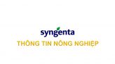 Syngenta thông tin nông nghiệp - 12/5/2024: Quản lý bệnh đạo ôn lúa