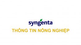 Syngenta thông tin nông nghiệp - 15/9/2024: Quản lý thán thư trên xoài