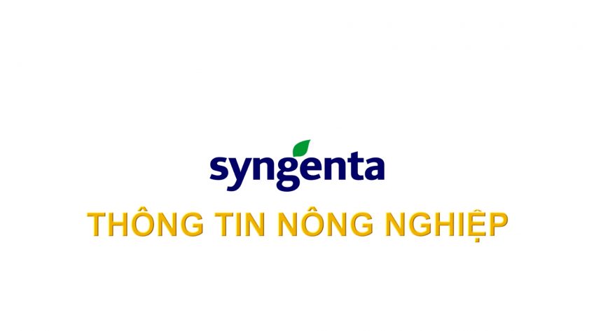Syngenta thông tin nông nghiệp - 12/5/2024: Quản lý bệnh đạo ôn lúa